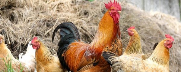 séjour à la ferme